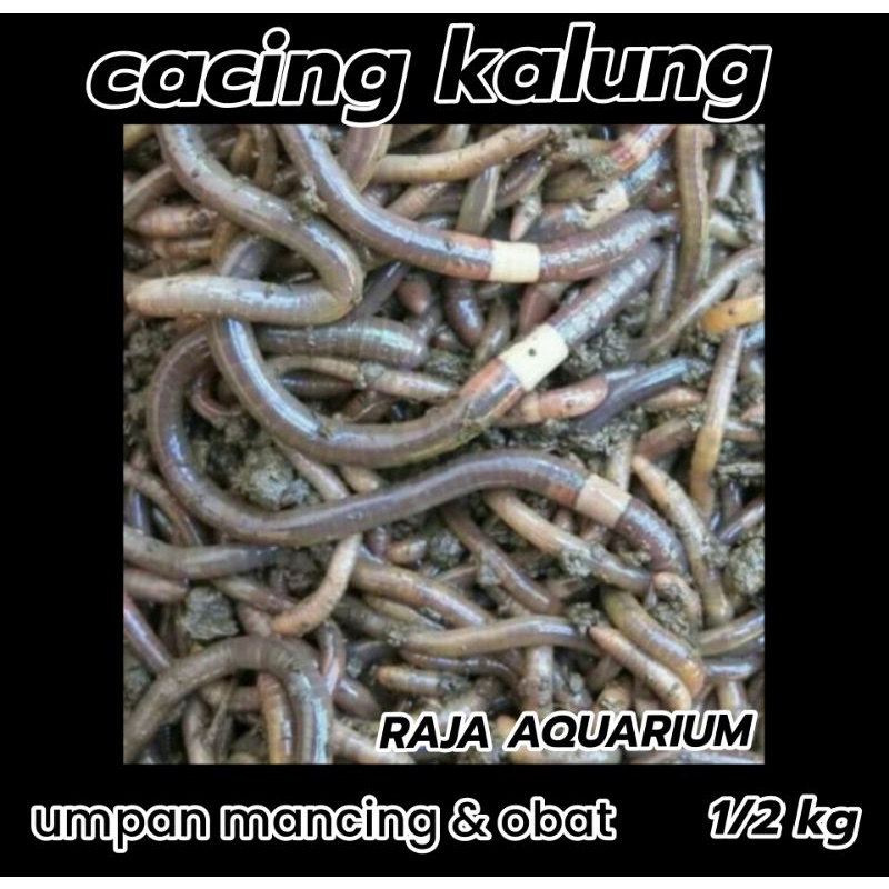 cacing kalung umpan mancing cacing obat cacing kalung gede gede 1/2kg