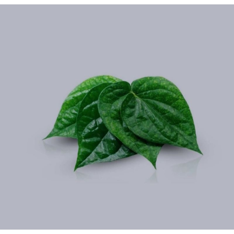 

Daun Sirih Segar Tanaman Obat Herbal Alami Organik Asli Kebun - SIRIH BIASA