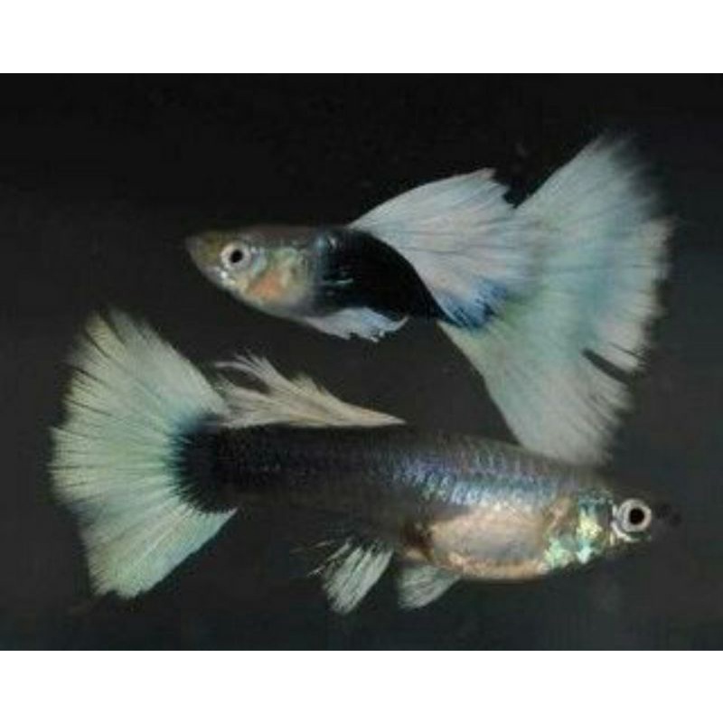 guppy hb white (sepasang)
