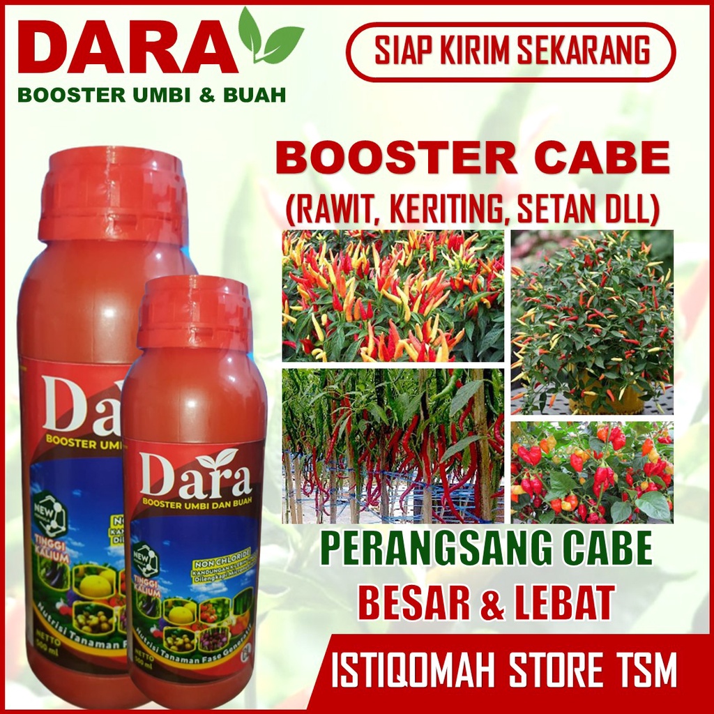 REKOMENDED BOOSTER CABE TERBAIK DARA 500 ML – Obat Cabe Terlaris – Obat Cabe Mekar Lebat Tanpa Layu 