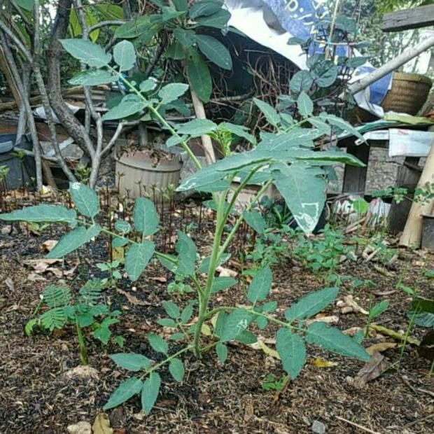 Bibit Pohon Tomat Sayur Buah Merah Chery Ceri Serbaguna GGGG
