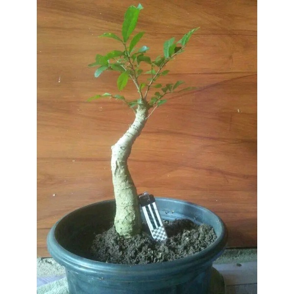 bonsai serut sudah hidup 35k