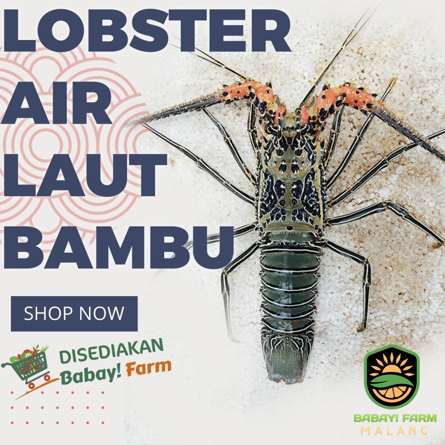 Lobster Air Laut Bambu Hijau 500 gr 1 kg Cangkang Utuh / Kupas