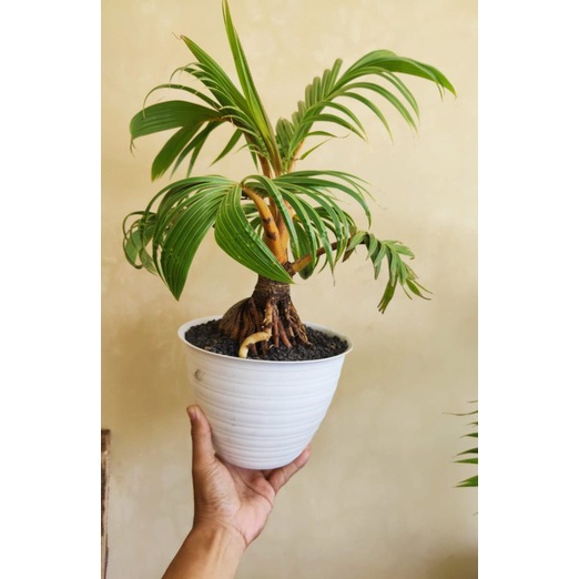 bonsai kelapa gading daun kerdil