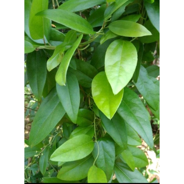 

Daun cincau segar dan murah