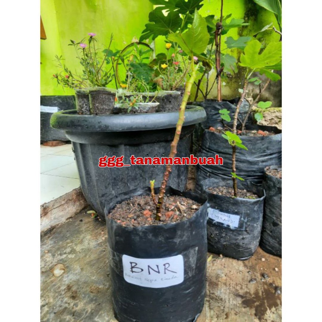 Bibit Buah Tin BNR ( Bardissote Negra Rimada )