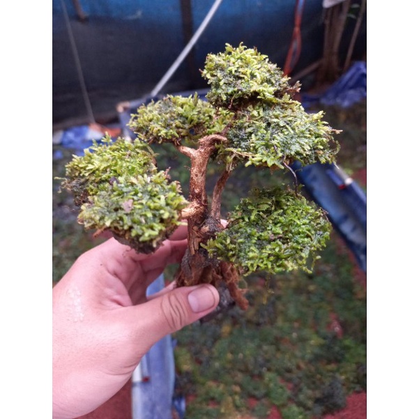 aksesoris aquarium miniatur mini bonsai aquascape