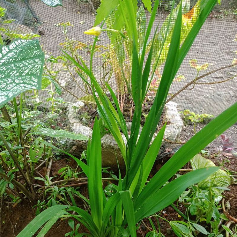 Bibit tanaman hias iris kuning airish yellow