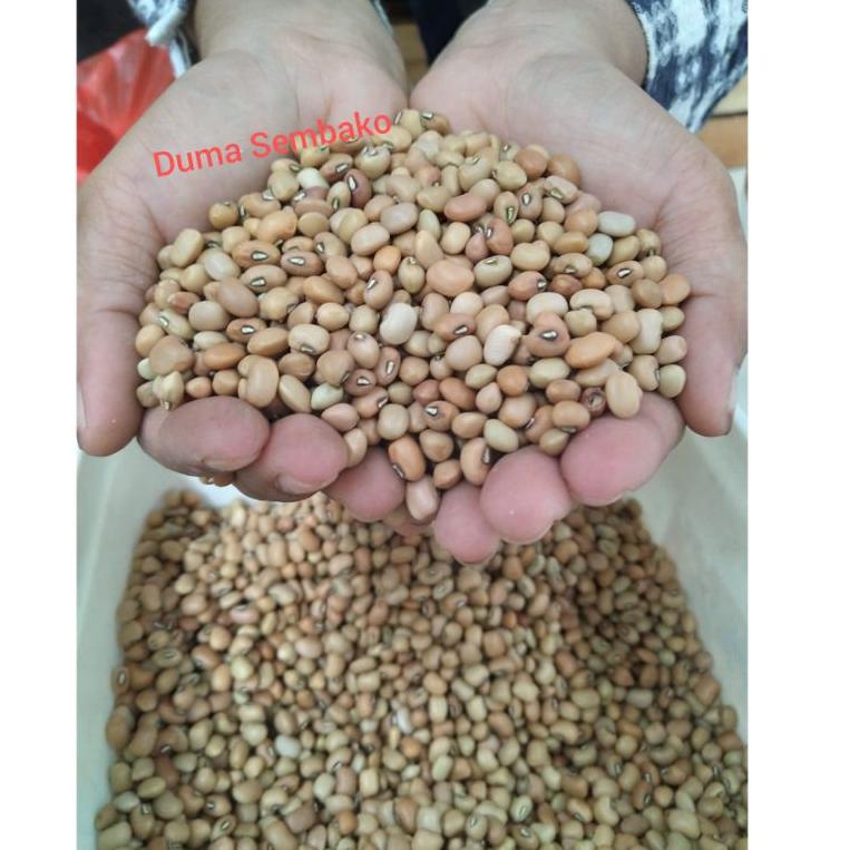 

Terlaris ー Kacang Tolo / Kacang Tunggak Super 250 gr ♛