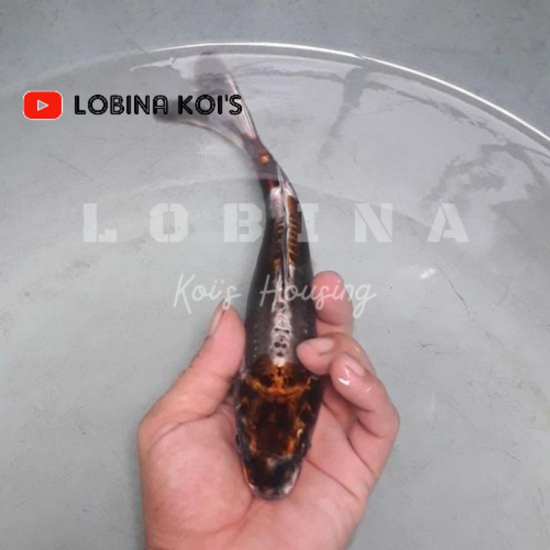 Jual Ikan Koi Blitar Jenis Kikokiryu K01 Lobina Shopee Indonesia