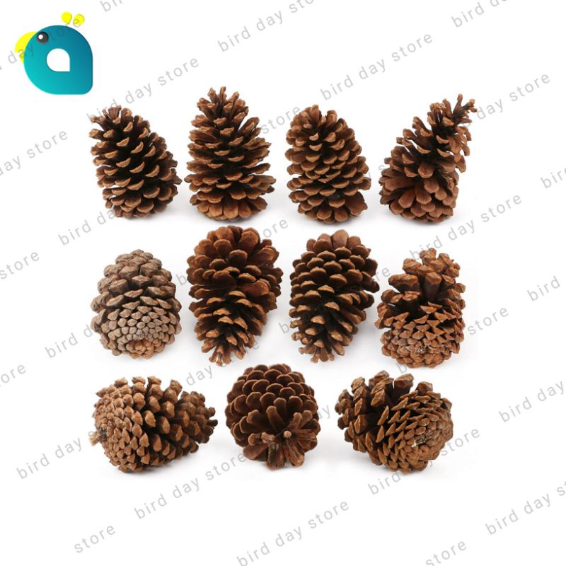 Bunga Pinus Besar, Biji Pinus Untuk Dekorasi Atau Mainan Hamster, Burung dll