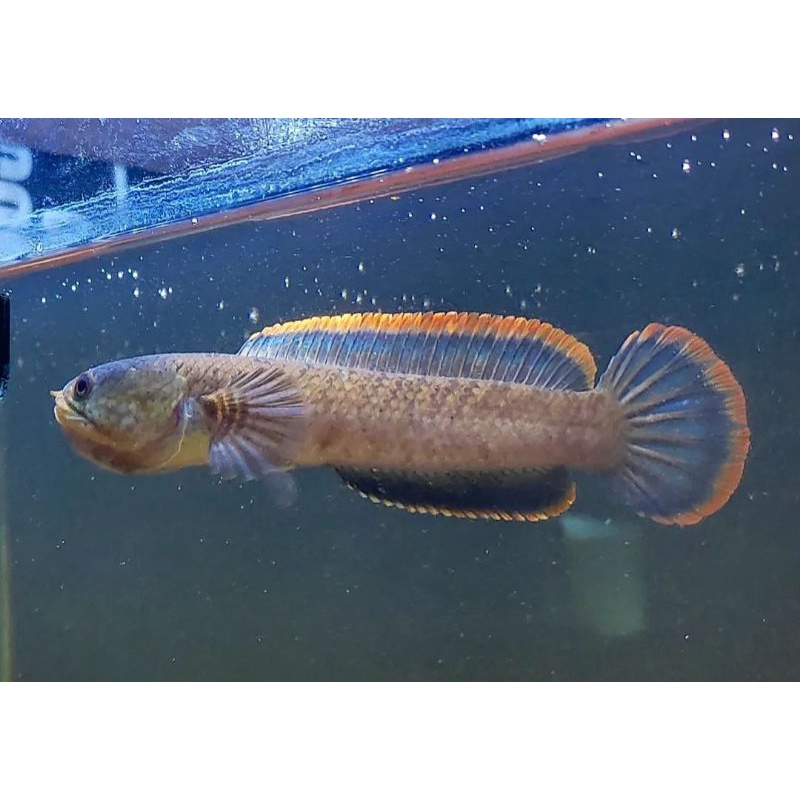 limbata lereng lawu rim tebal 10cm up