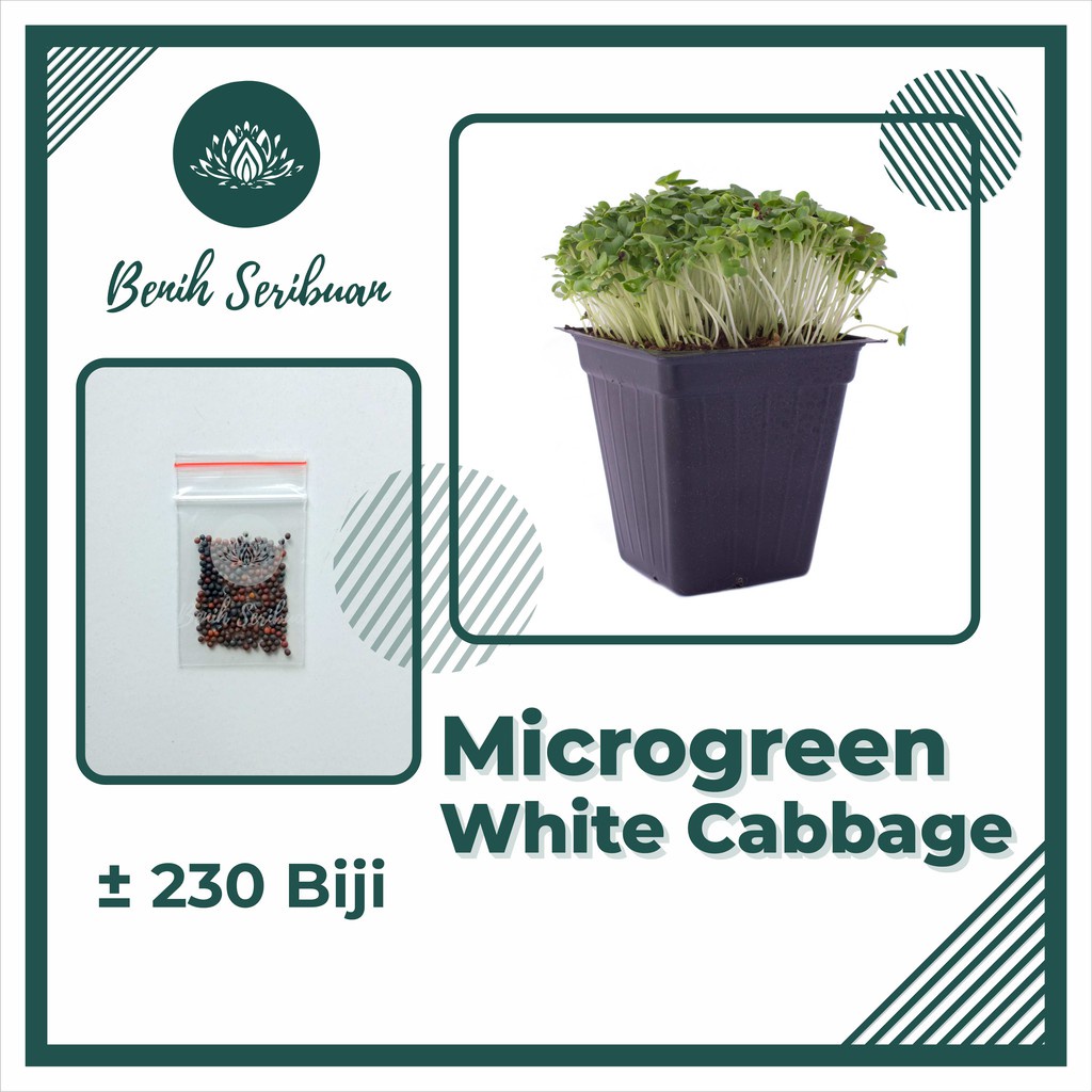 Benih Seribuan - 230 Bibit Microgreen White Cabbage Sprout Organik Unggul