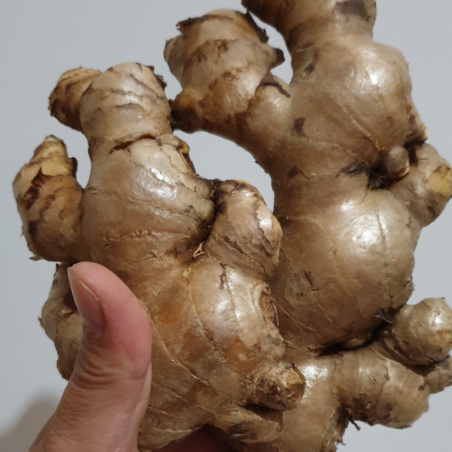 

Jahe putih /jahe gajah fresh bersih 1kg.