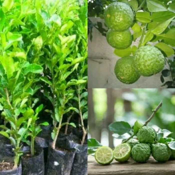 Jeruk Purut Bibit Jeruk Purut Tanaman Jeruk Purut CCCC