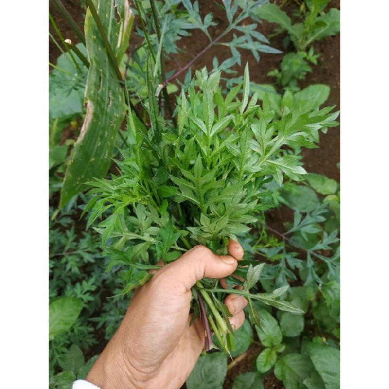 

Daun kenikir segar per ikat/daun kenikir/daun lalapan