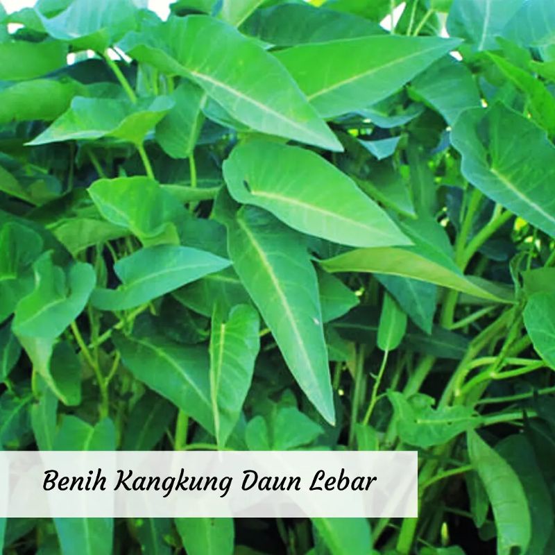 Benih Kangkung Daun Lebar Benih Sayuran