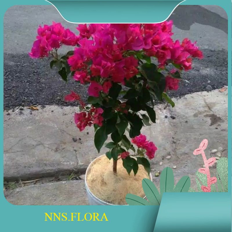 pohon bugenvil merah fanta