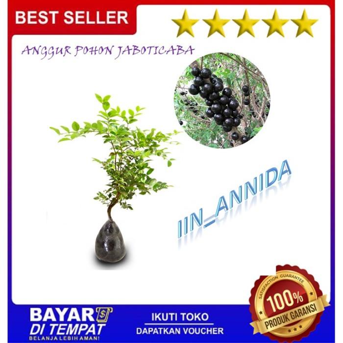 Terlaris BIBIT TANAMAN BUAH ANGGUR POHON BRAZIL BENIH ANGGUR POHON