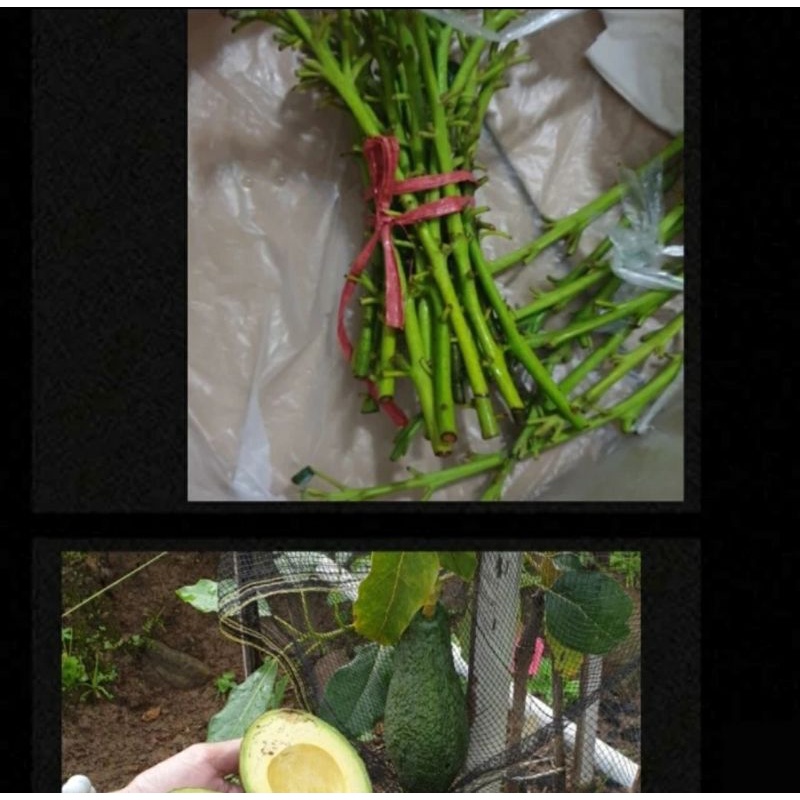 Entres alpukat pinkerton / alpukat introduksi, preorder