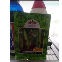 benih timun bandana F1