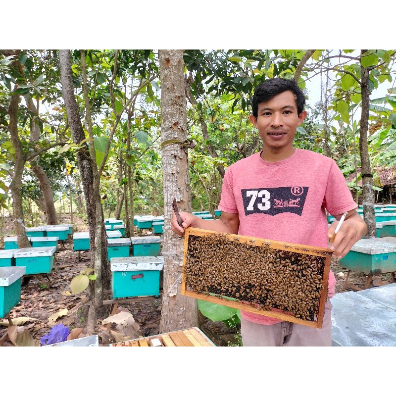 

Madu Randu 100% asli murni