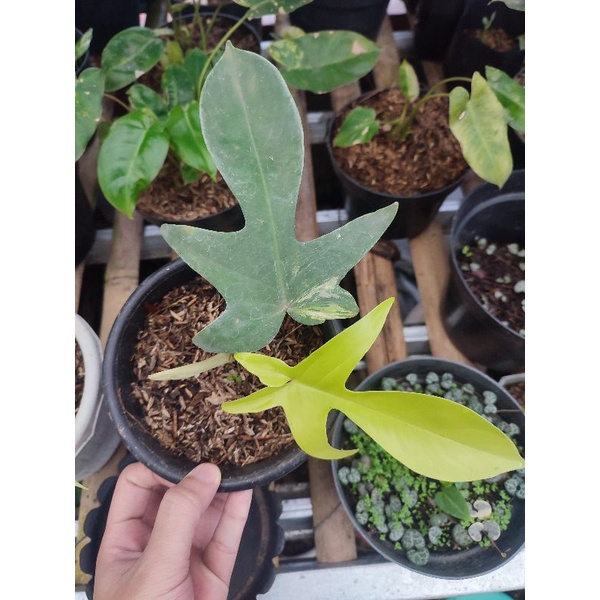 philodendron florida beauty variegata / flobe