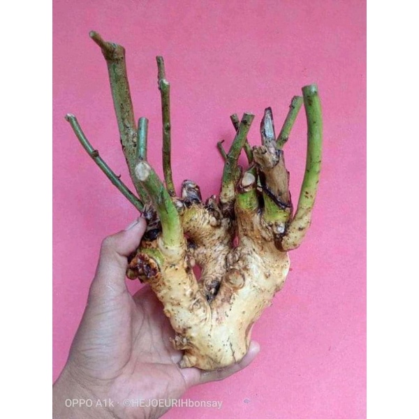 dongkelan bonsai serut gruping segar 9k