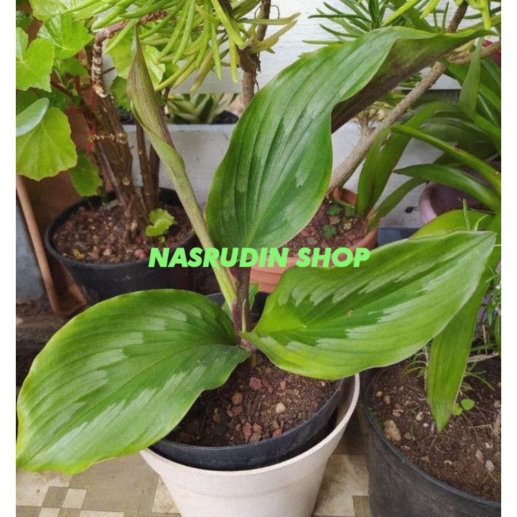 

[Fresh] BIBIT KUNYIT PUTIH ASLI