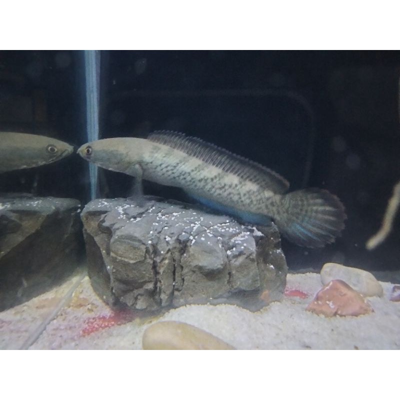 stewarti Arunachal 13 16 cm