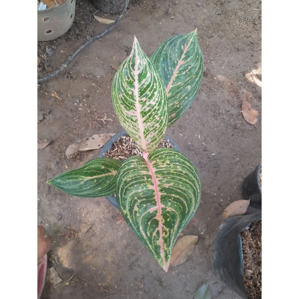 aglonema jt 2000 barang sehat tanian lokal