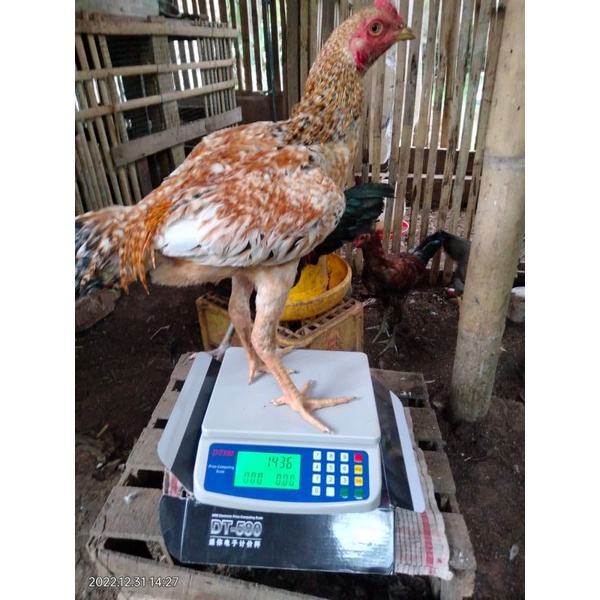 

Ayam Kampung Hidup/Sembelihan