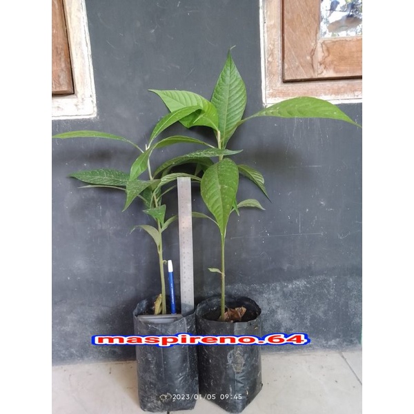 Seedling Mamey Sapote(Mamey Sapote Asal Biji)