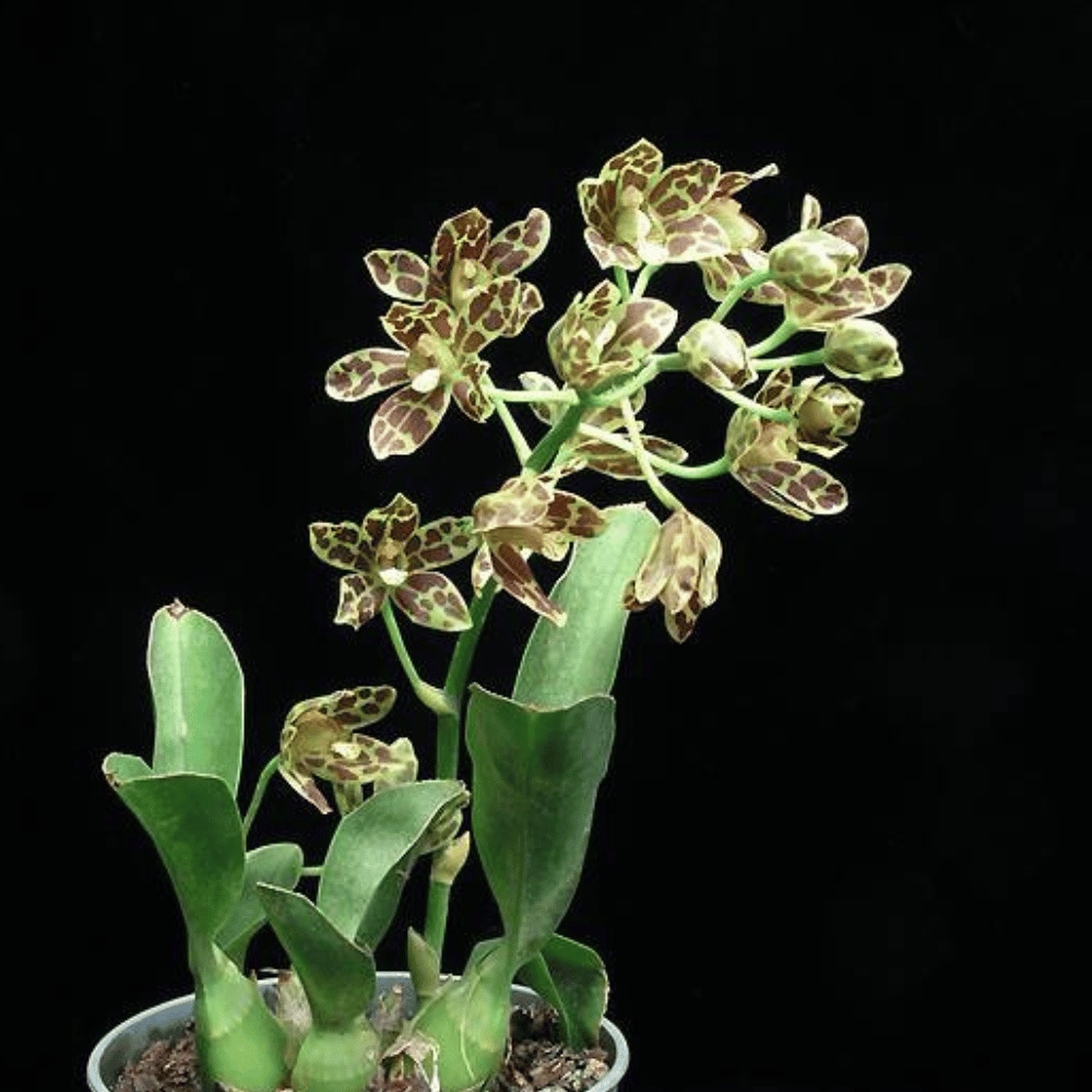 Anggrek Grammatophyllum scriptum - anggrek macan - gramma