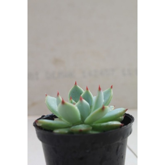 Sukulen Echeveria Chihuahuensis/Tanaman Sukulen