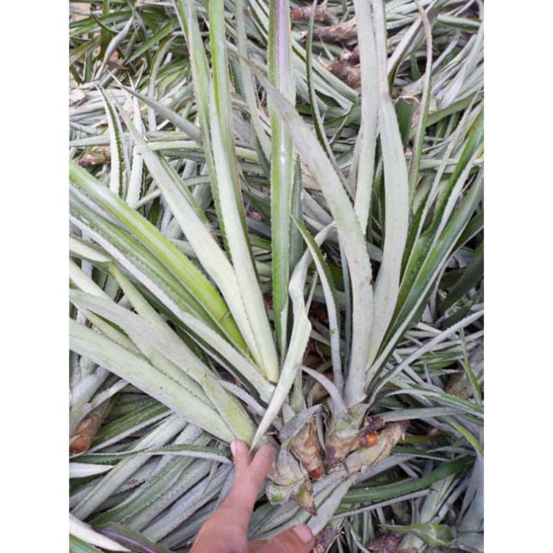 BIBIT NANAS MADU JUMBO BIBIT NANAS MADU BELIK SUBANG