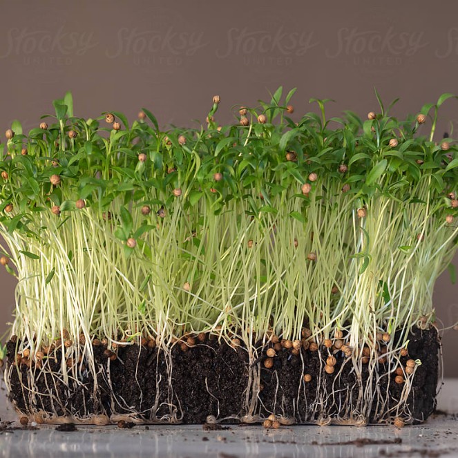 Benih Seribuan - 35 Bibit Microgreen Coriander Ketumbar Sprout Organik Unggul