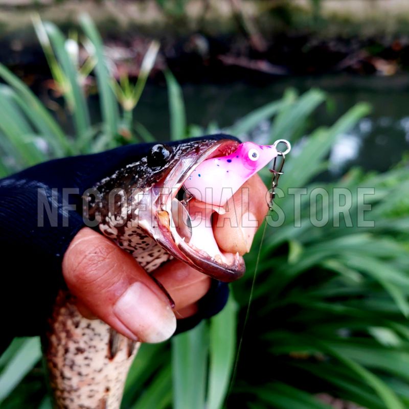 Soft frog 3 cm 4 gram KILLER Umpan casting Gabus / Haruan &amp; Toman