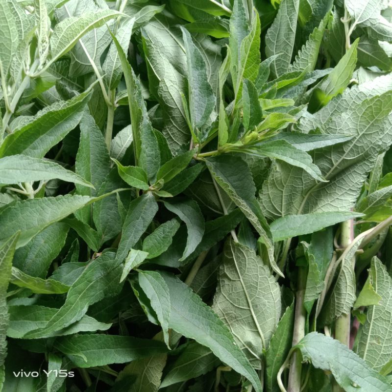 

DAUN KIRINYUH SEGER FRESS SEGAR PRES DIPETIK PAS PESANAN MASUK penyakit rematik, leukimia, dan pengobatan kista. Bahkan tidak hanya itu, kirinyuh pun bisa mencegah kanker serfiks, anti diabetes, dan ampuh untuk mengatasi vertigo