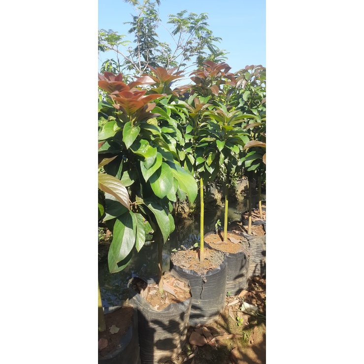 Bibit Buah Alpukat Red Vietnam 1 Meter Tunas Bibit
