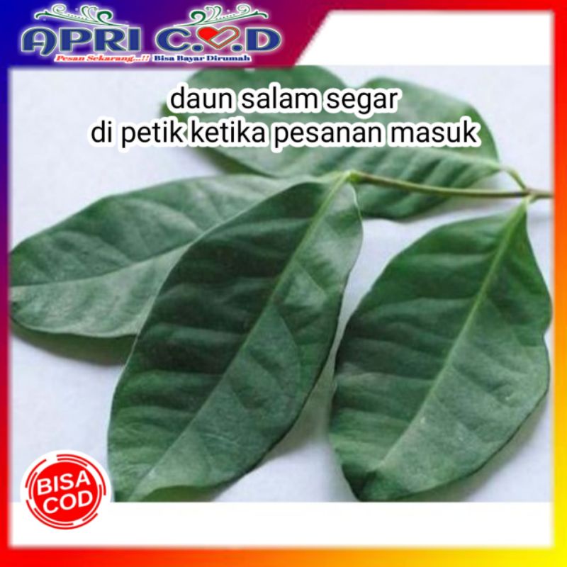 

Daun Salam Segar