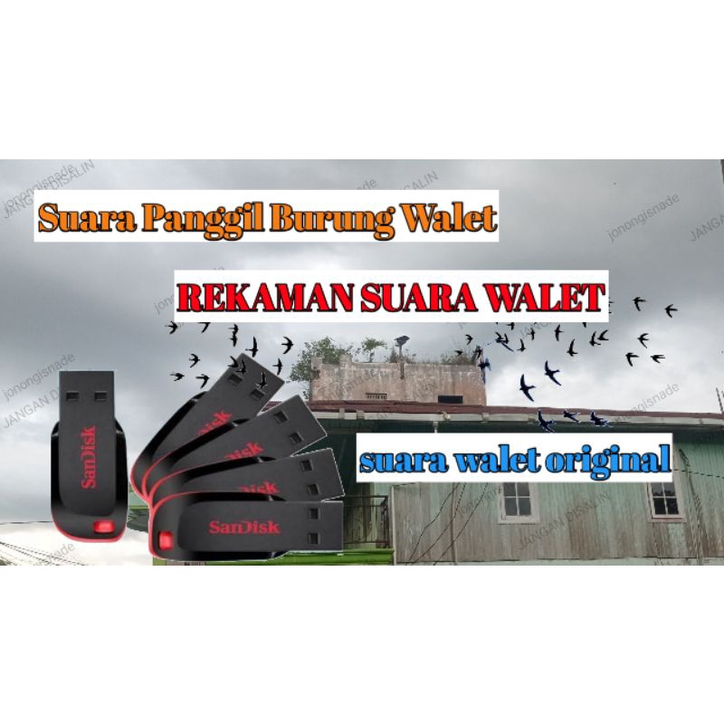 suara panggil Burung walet