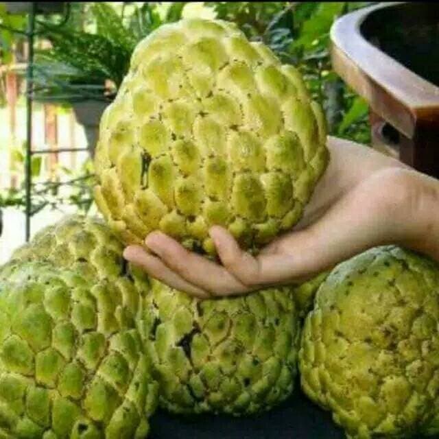 Tambulapot Bibit Pohon Srikaya Jumbo Srikaya Ratu