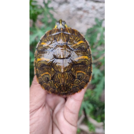 hiasan_kura_yellow belly