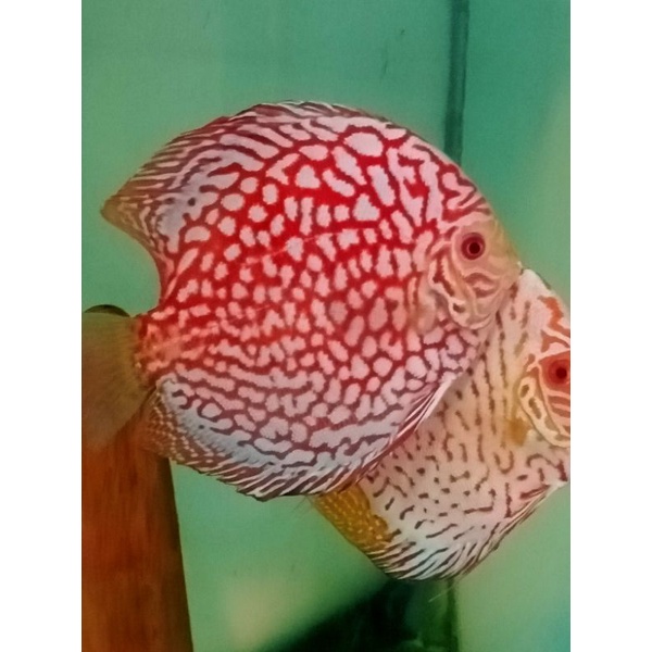 

Ikan discus pair white pigeon x pcb