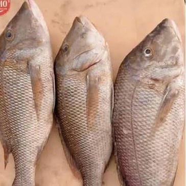 

ikan kakap ukuran sedang pasar online makassar