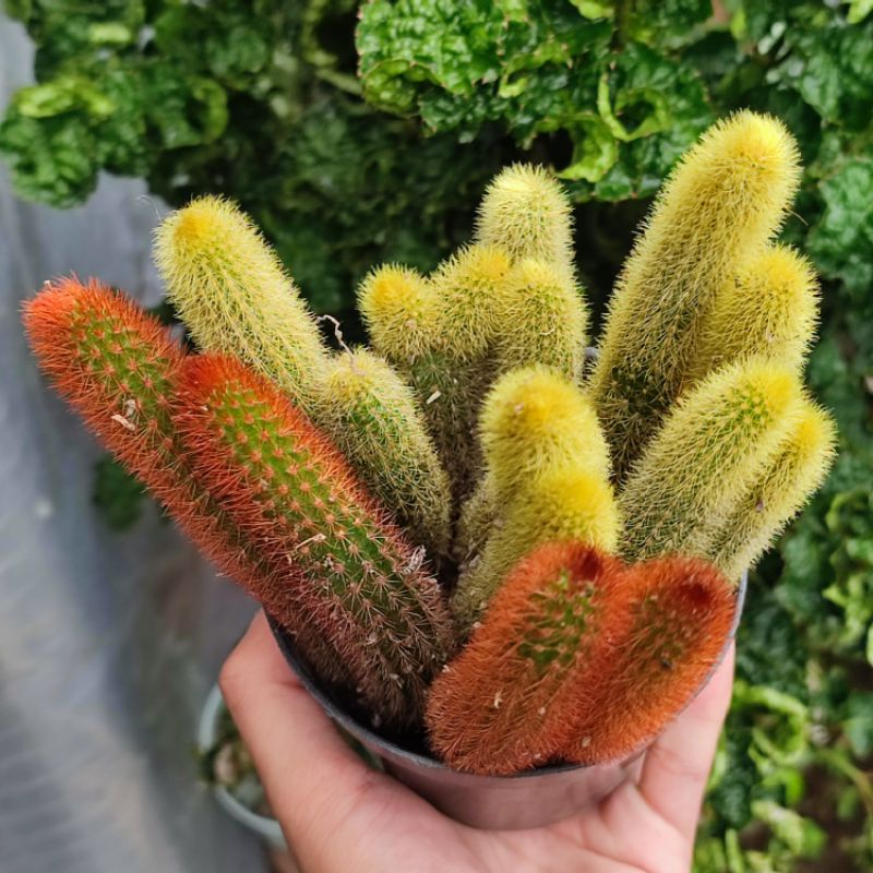 Kaktus Ekor Tupai duri kuning/duri merah cabang ownroot/ Cleistocactus winterii