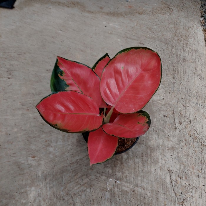 Hiasan Aglonema Red Cherry