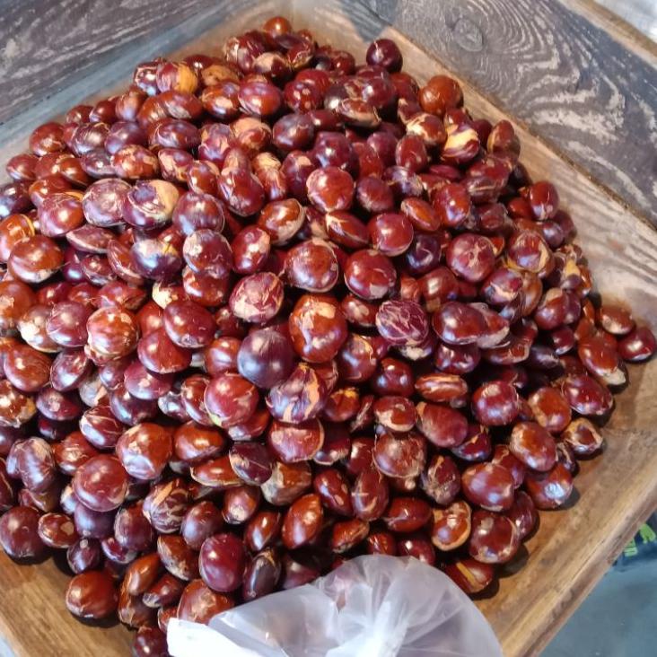 

Realpct JENGKOL TUA SUPER PREMIUM PILIHAN 1 Kg - 500 Gram | JENGKOL FRESH | JENGKOL TUA | JENGKOL | JENGKOL MURAH | JENGKOL TUA MENTAH | JENGKOL SUPER | JENGKOL TUA 500 GRAM | JENGKOL 1 KG