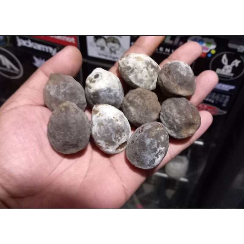 MUNCANG PANJANGAN JAWA ORI